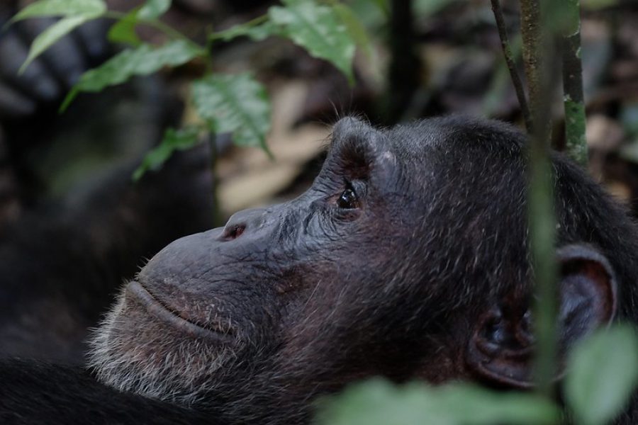 Kibale National Park (chimpanzees & forest walks)