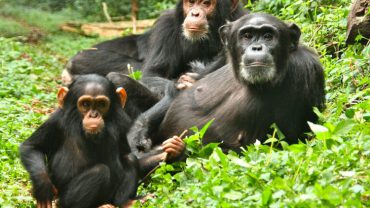 Best Time for Chimp Trekking in Kibale
