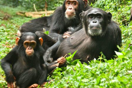 Best Time for Chimp Trekking in Kibale