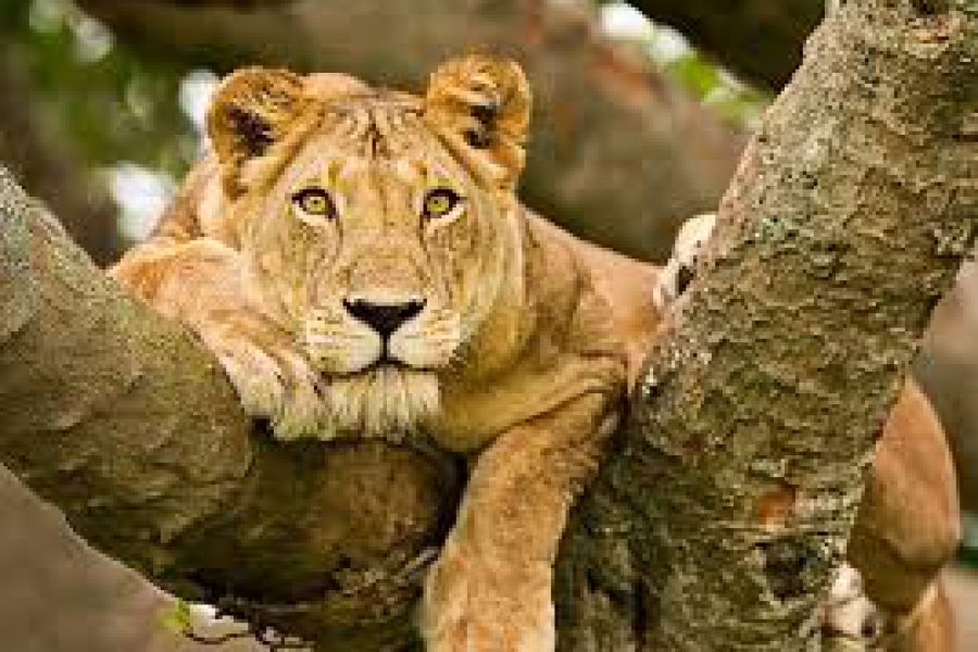 Queen Elizabeth National Park