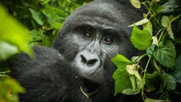Gorilla Permit Guide (Step-by-Step)