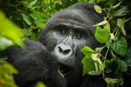 Gorilla Permit Guide (Step-by-Step)