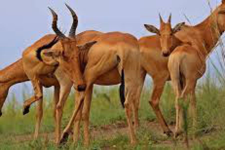 Lake Mburo National Park